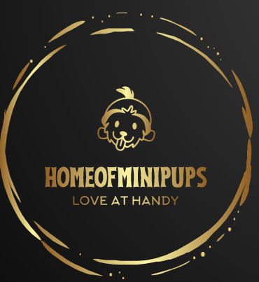 https://www.homeofminipups.com/buy-mini-maltese-puppies-online/